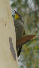 Nesoptilotis flavicollis