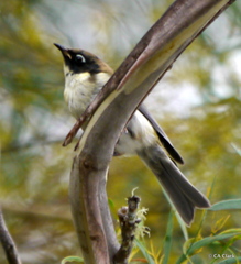 Melithreptus affinis