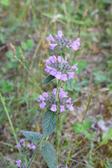 Clinopodium caucasicum