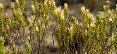 Oedera sedifolia