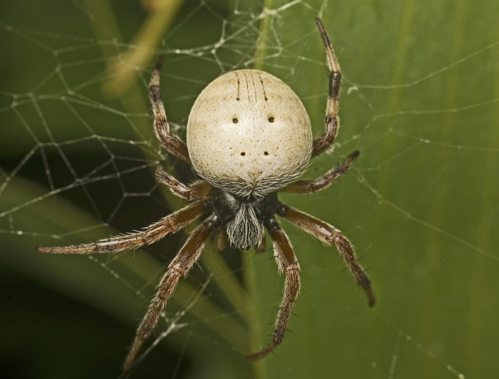 White-back Orbweaver
