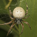 White-back Orbweaver - Photo (c) tjeales, some rights reserved (CC BY-SA), uploaded by tjeales