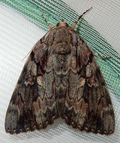 Agrippina Underwing photo 4