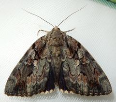 Catocala agrippina