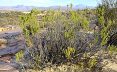 Oedera sedifolia