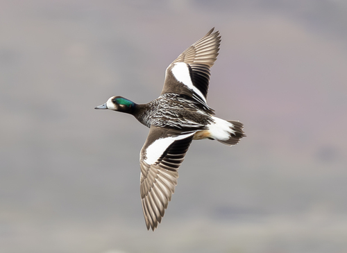 Canard de Chiloé