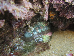 Dinoplax validifossus