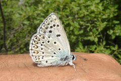 Polyommatus escheri