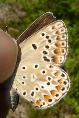 Polyommatus escheri