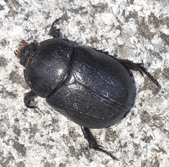 Pentodon bidens punctatus