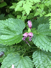 Lamium orvala