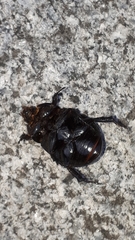 Pentodon bidens punctatus