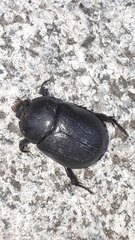 Pentodon bidens punctatus