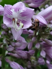 Copestylum vesicularium