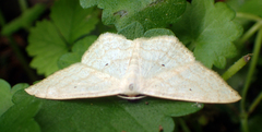 Scopula semignobilis