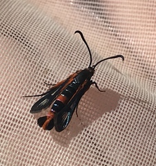 Synanthedon polygoni