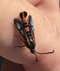 Synanthedon polygoni