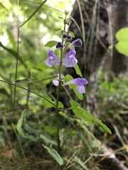 Scutellaria saxatilis