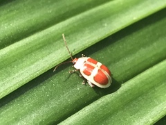 Asphaera discicollis