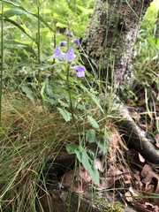 Scutellaria saxatilis