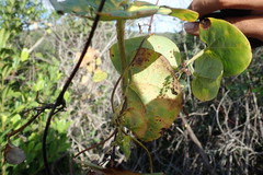 Dioscorea pteropoda image