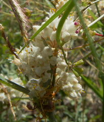 Cuscuta umbellata