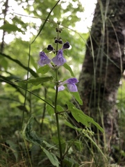 Scutellaria saxatilis
