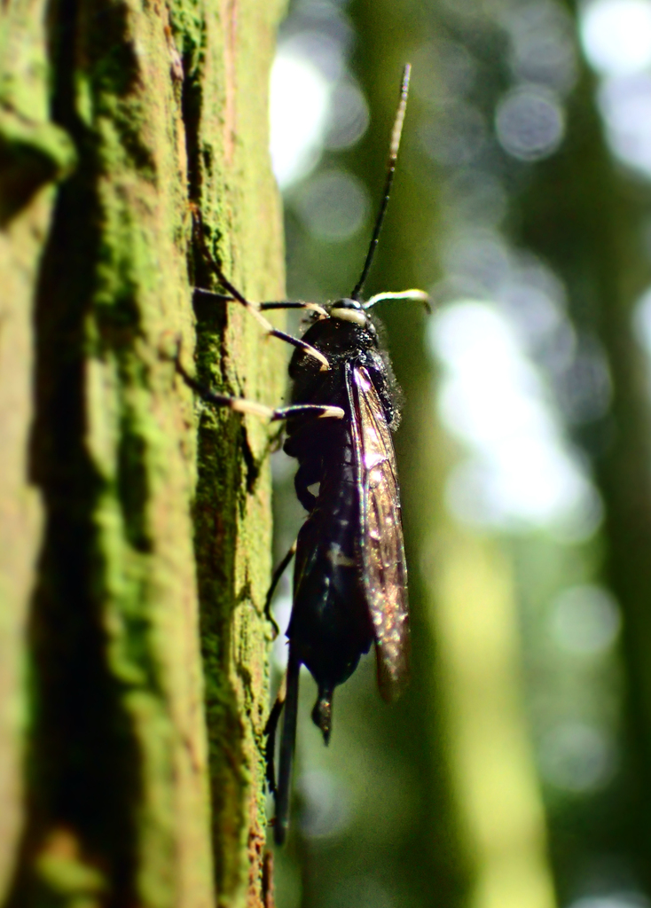 Urocerus antennatus