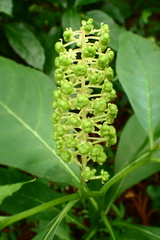 Phytolacca japonica