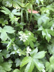 Astrantia major