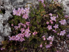 Rhodothamnus chamaecistus