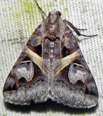 Drasteria grandirena