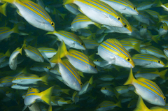 Whitebelly Snapper photo 4