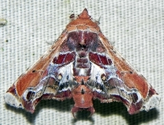 Eutelia pulcherrimus