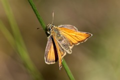 Thymelicus sylvestris