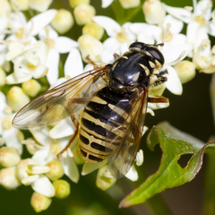 Temnostoma excentrica