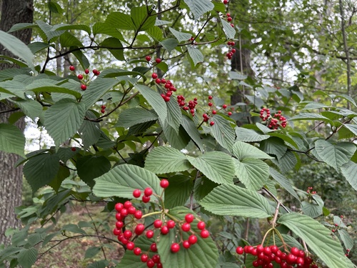 Image of Viburnum wrightii by (c) Branson Khounvichith, some rights reserved (CC BY-SA)