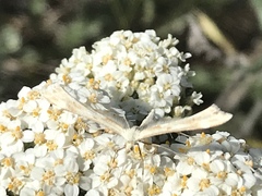 Gillmeria pallidactyla