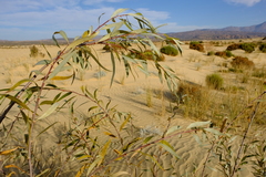 Salix mucronata