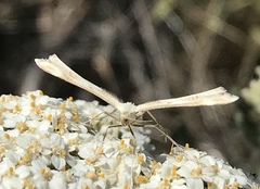 Gillmeria pallidactyla