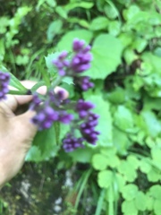 Adenostyles alliariae