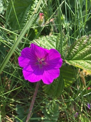 Geranium sanguineum