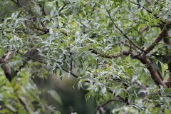 Bursera lancifolia