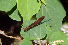 Calopteryx cornelia