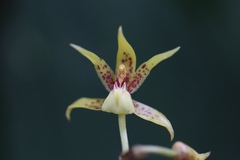 Plocoglottis plicata