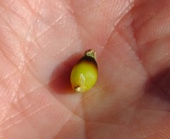 Willdenowia incurvata