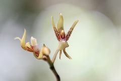 Plocoglottis plicata