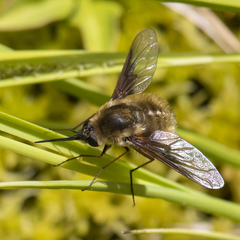 Bombylius mexicanus