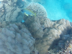 Plectorhinchus gaterinus