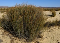 Willdenowia incurvata